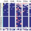 Heatmap d'expression des clonotypes les plus partagés chez les poissons immunisés